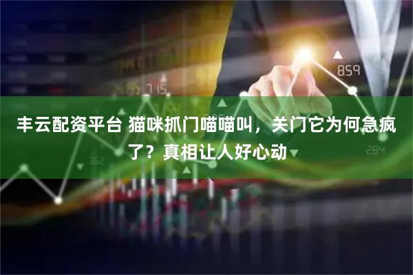 丰云配资平台 猫咪抓门喵喵叫，关门它为何急疯了？真相让人好心动