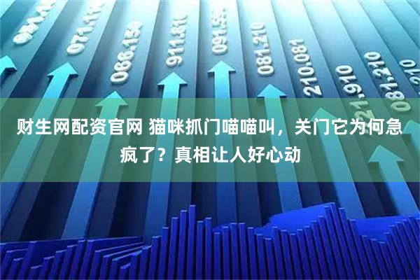 财生网配资官网 猫咪抓门喵喵叫，关门它为何急疯了？真相让人好心动